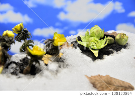 Adonis amurensis and butterbur sprouts create a spring image. Adonis amurensis and butterbur sprouts create a spring image. 138133894