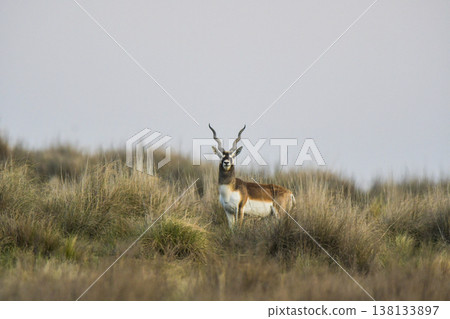 Male Blackbuck Antelope in Pampas plain environment, La Pampa province, Argentina Male Blackbuck Antelope in Pampas plain environment, La Pampa province, Argentina 138133897