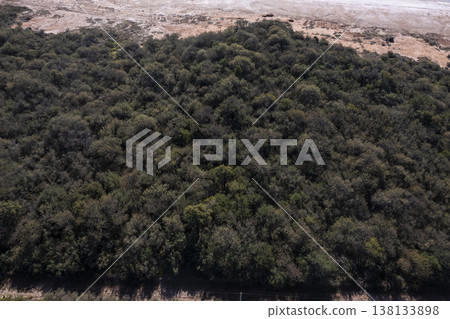 Pampas forest, Calden tree, Prosopis Caldenia, endemic species in La Pampa, Patagonia, Argentina 138133898
