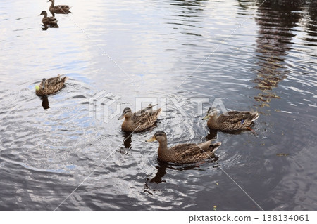 Group of ducks interacting near urban water reflection scene Group of ducks interacting near urban water reflection scene 138134061