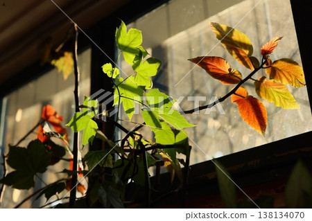 Sunshine highlights delicate condensation on colorful leaves Sunshine highlights delicate condensation on colorful leaves 138134070
