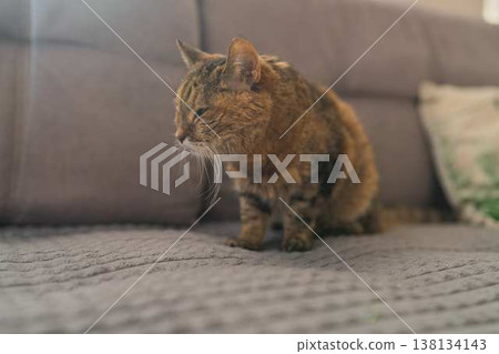 Tranquil Evening Scene Showing Calico Cat Calmly Seated On Furniture With Gentle Light And Dim Surroundings Tranquil Evening Scene Showing Calico Cat Calmly Seated On Furniture With Gentle Light And Dim Surroundings 138134143