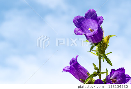 紫風鈴草花 紫風鈴草花 138134380