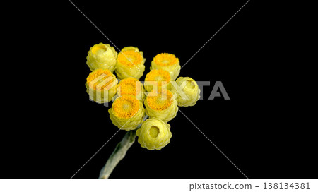 黃色蠟菊(黑色背景) 黃色蠟菊(黑色背景) 138134381