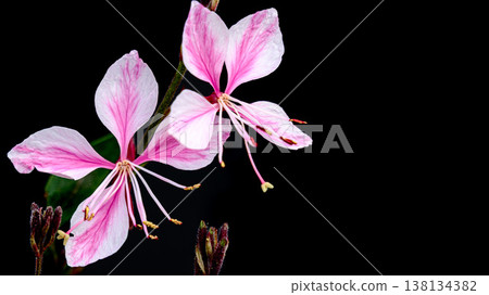 Gaura flower (black background) Gaura flower (black background) 138134382