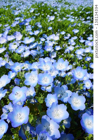 Blooming nemophila herd Blooming nemophila herd 138134394