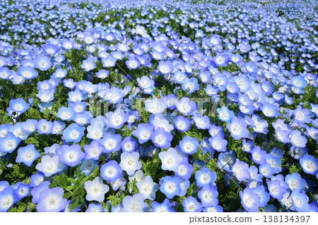Blooming nemophila herd Blooming nemophila herd 138134397