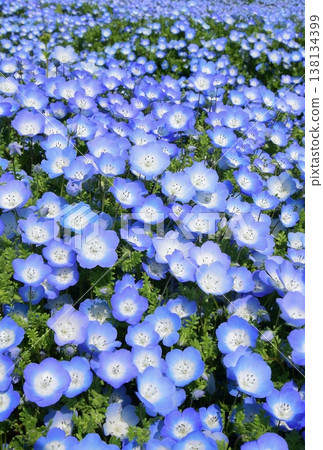 盛開的花粉蝶群 138134399