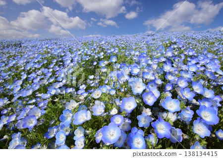 Blooming nemophila herd Blooming nemophila herd 138134415