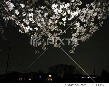 A fiery pale pink that blends into the night (March 29, 2013) Sakura Notebook Wakamiya Fureai Park Nighttime cherry blossom changes Spring announcement A fiery pale pink that blends into the night (March 29, 2013) Sakura Notebook Wakamiya Fureai Park Nighttime cherry blossom changes Spring announcement 138134420