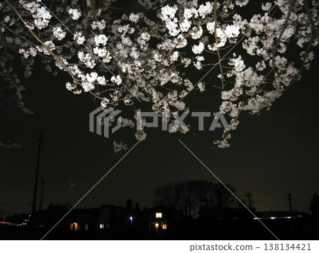 Nighttime Cherry Blossoms in Transformation (March 29, 2013) Wakamiya Fureai Park Cherry Blossom Notebook Spring Announcement Burning pale pink that blends into the night 138134421