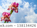 German iris flower 138134426