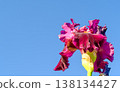 Purple German iris flowers 138134427