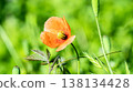 Hinagi's flower 138134428