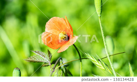 Hinagi's flower Hinagi's flower 138134428