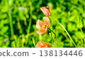 Hinagi's flower 138134446