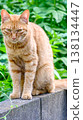 A cat sitting on top of a concrete block wall 138134447