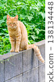 A cat sitting on top of a concrete block wall 138134448