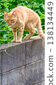 A cat walking on top of a concrete block wall 138134449