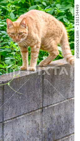 A cat walking on top of a concrete block wall A cat walking on top of a concrete block wall 138134449