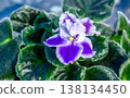 Saint Paul 138134450