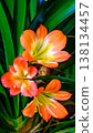 Close-up of Clivia flowers 138134457