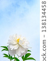 White peony root 138134458