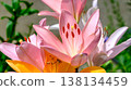 Close-up of a pink lily flower 138134459