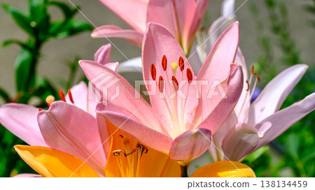 粉紅色百合花的特寫 138134459
