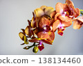 Phalaenopsis orchid flowers 138134460