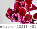 Red buttercup orchid 138134461