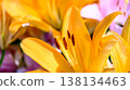 Up of flower of orange lilies 138134463