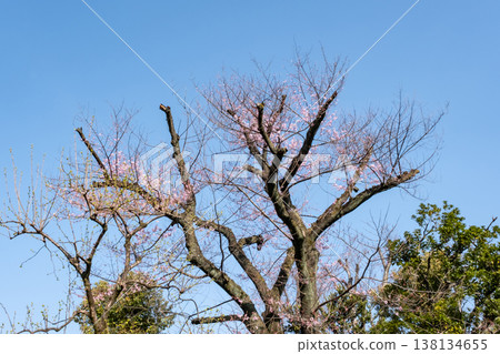 Cherry blossoms beginning to bloom, shining brightly against the blue sky. 138134655