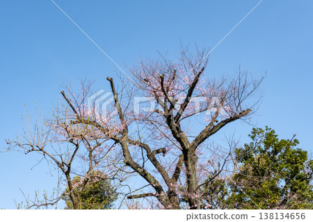 Cherry blossoms beginning to bloom, shining brightly against the blue sky. 138134656