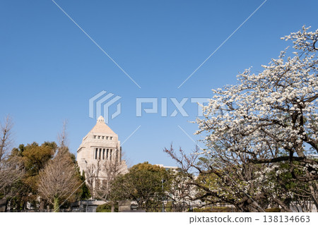 櫻花盛開,國會議事堂在春日藍天的襯托下顯得格外醒目。 櫻花盛開,國會議事堂在春日藍天的襯托下顯得格外醒目。 138134663