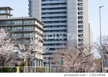 城市景觀中，櫻花盛開，樓宇林立。 138134686