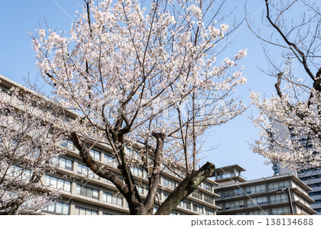 城市景觀中，櫻花盛開，樓宇林立。 138134688