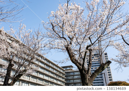 城市景觀中,櫻花盛開,樓宇林立。 城市景觀中,櫻花盛開,樓宇林立。 138134689