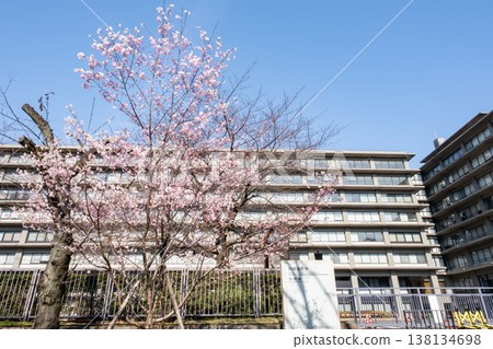 城市景觀中，櫻花盛開，樓宇林立。 138134698