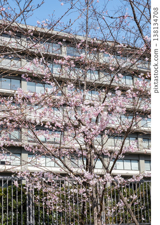 城市景觀中,櫻花盛開,樓宇林立。 城市景觀中,櫻花盛開,樓宇林立。 138134708