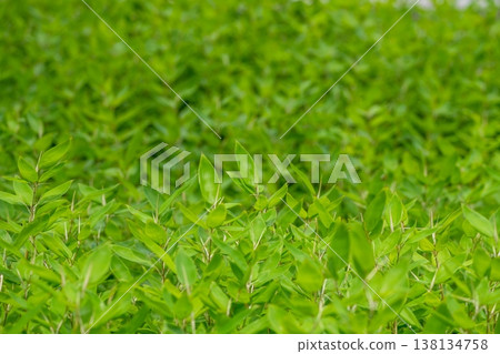 A background of vibrant green bamboo leaves, with a refreshing texture of fresh greenery. 138134758