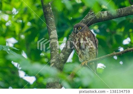 A Brown Hawk-Owl standing in a lush green forest: A portrait of a wild animal. A Brown Hawk-Owl standing in a lush green forest: A portrait of a wild animal. 138134759