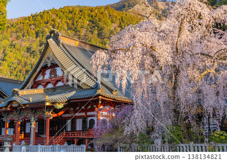 (Yamanashi Prefecture) Minobu-san Kuonji Temple, weeping cherry blossoms in full bloom, shining in the morning light. 138134821
