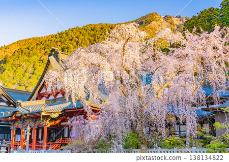 (Yamanashi Prefecture) Minobu-san Kuonji Temple, weeping cherry blossoms in full bloom, shining in the morning light. 138134822