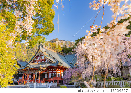 （山梨縣）身延山久遠寺，垂枝櫻花盛開，在晨光中閃耀。 138134827