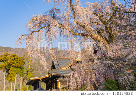 (Yamanashi Prefecture) Minobu-san Kuonji Temple, weeping cherry blossoms in full bloom, shining in the morning light. 138134828
