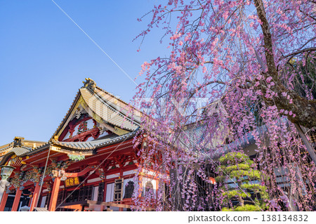 (Yamanashi Prefecture) Minobu-san Kuonji Temple, weeping cherry blossoms in full bloom, shining in the morning light. 138134832