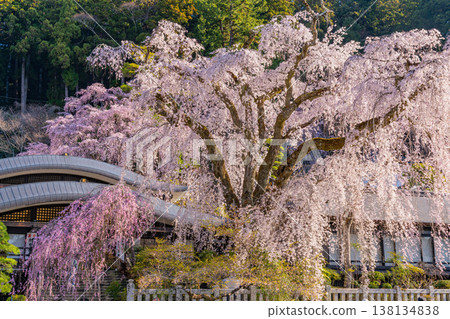 (山梨縣)身延山久遠寺,垂枝櫻花盛開,在晨光中閃耀。 (山梨縣)身延山久遠寺,垂枝櫻花盛開,在晨光中閃耀。 138134838