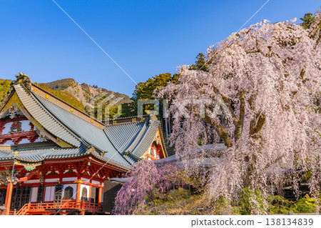 (Yamanashi Prefecture) Minobu-san Kuonji Temple, weeping cherry blossoms in full bloom, shining in the morning light. (Yamanashi Prefecture) Minobu-san Kuonji Temple, weeping cherry blossoms in full bloom, shining in the morning light. 138134839