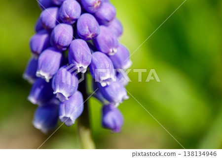 Close-up of muscari flowers blooming in spring 138134946